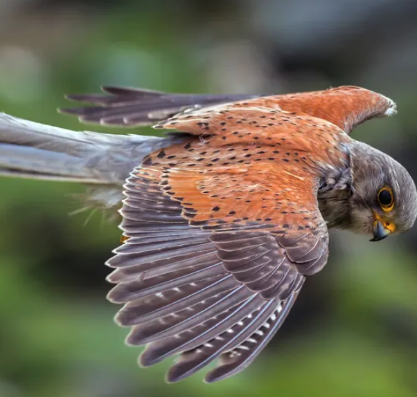 A kestrel, eyeing you up