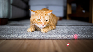 Ginger cat lying down looking at a laser on the floor | why do cats chase lasers?