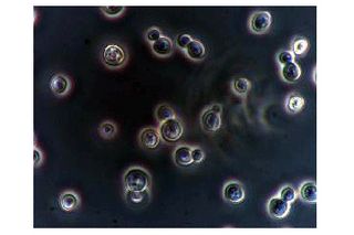 Saccharomyces cerevisiae, evolution