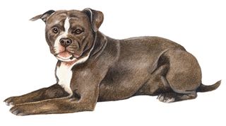 Staffordshire Bull terrier