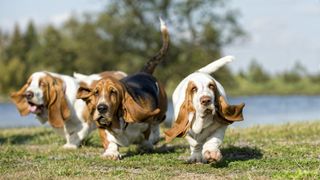 Three basset hounds