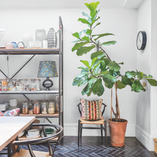 Dining area with dark parquet tiled floor, pale grey walls, large houseplant, shelving with glass jars, vases and a lamp below a skylight. 