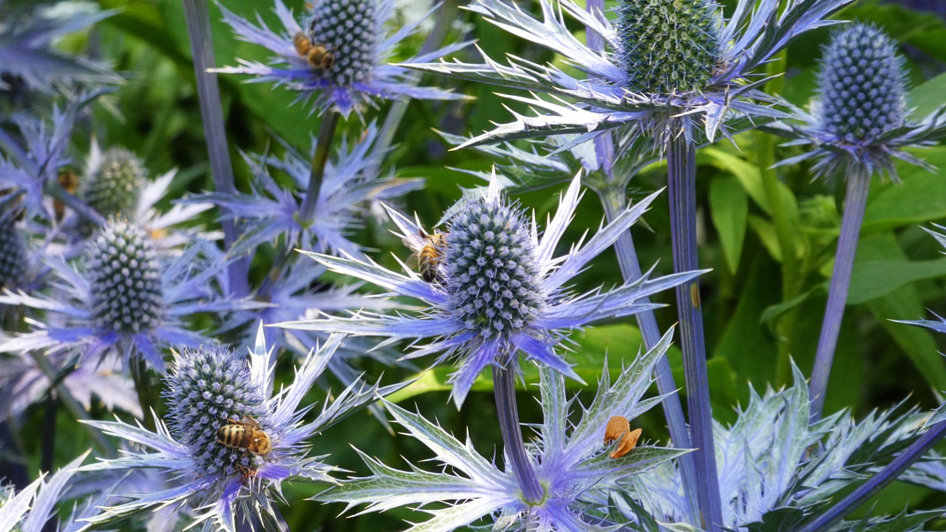 picture of sea holly growing in garden