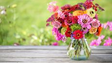 Zinnias in vase