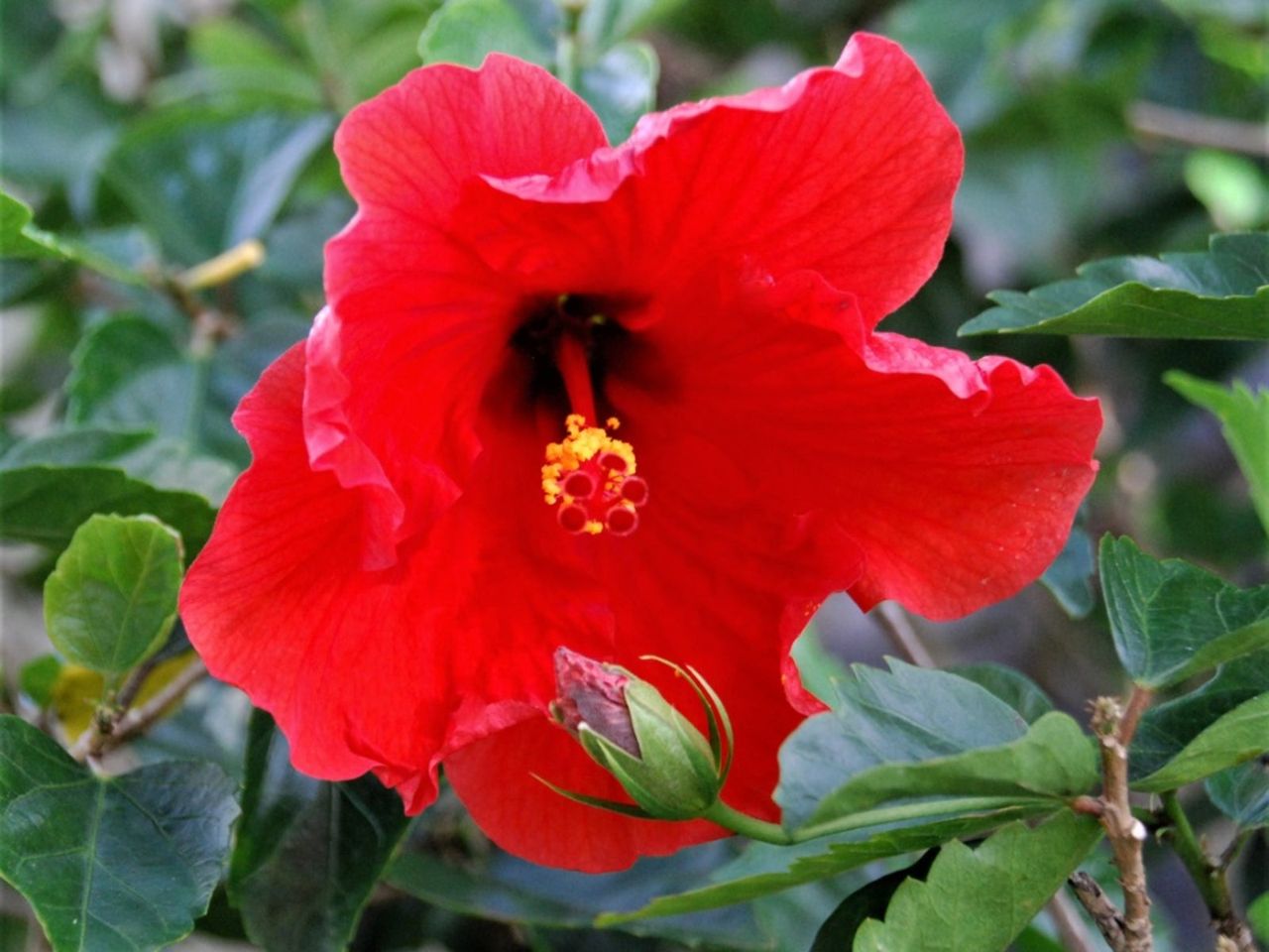 A Zone 5 Hibiscus Flower