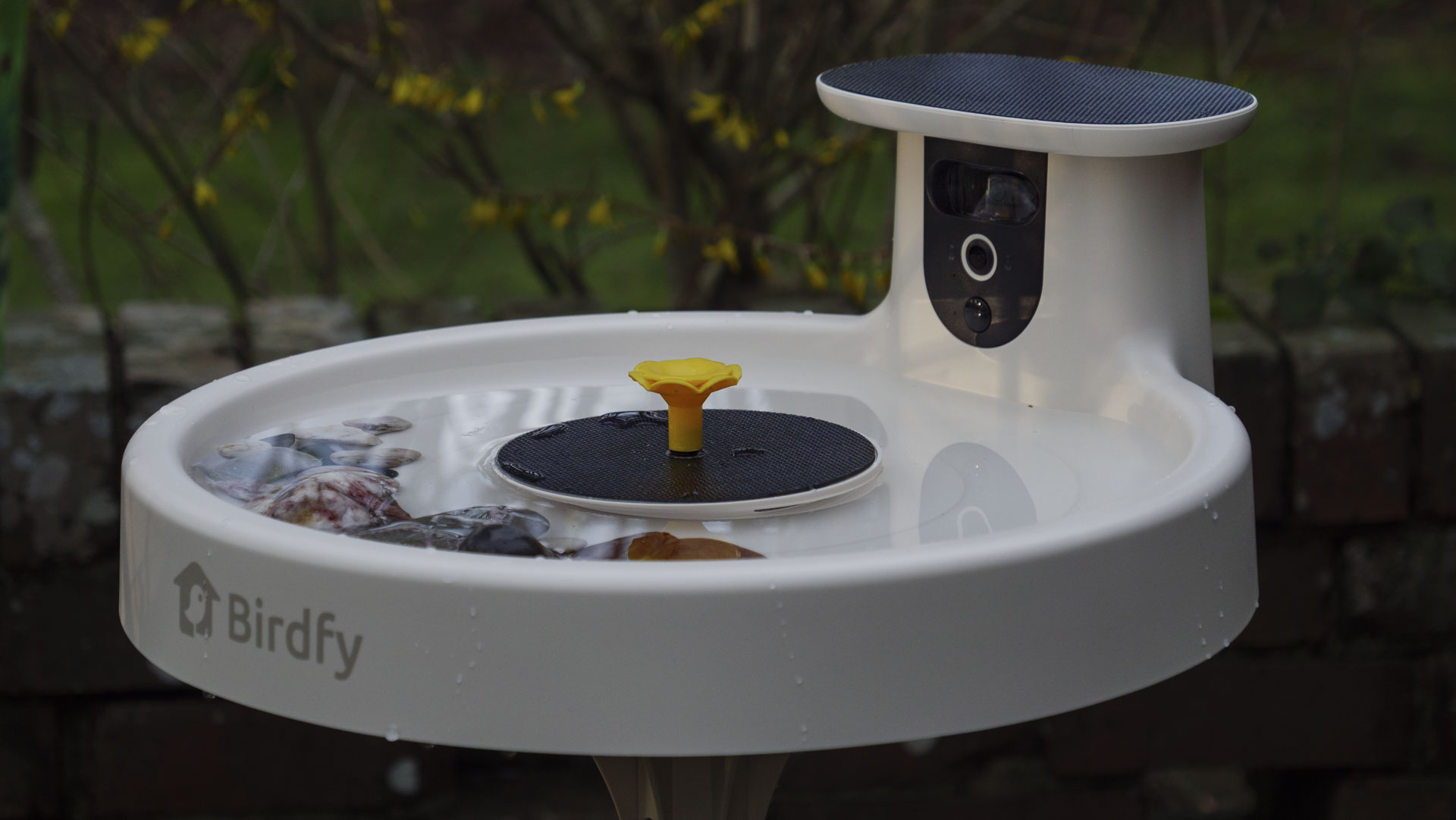 Birdfy Bird Bath Pro camera in a garden