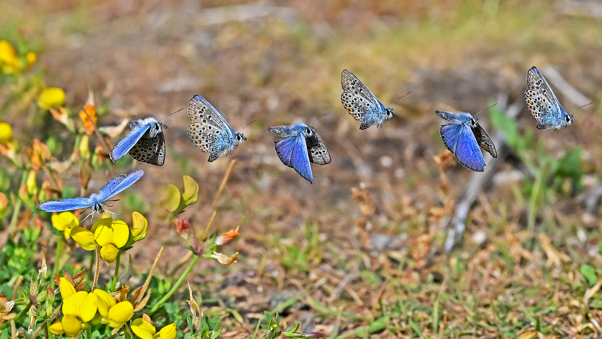 Nigel A Ball&#039;s multiplicity image of a blue butterfly in flight with yellow flowers on the left-hand side 
