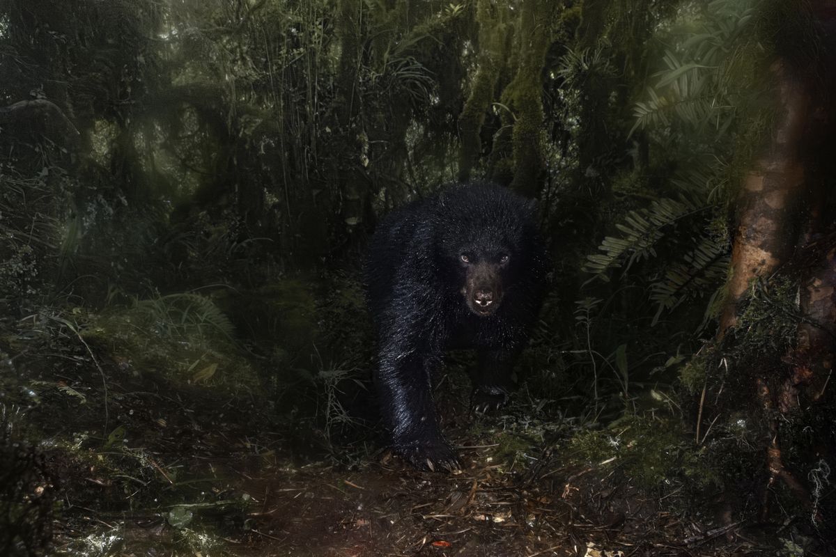 A winning image from the Environmental Photography Awards