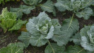 how to grow winter brassicas: Savoy cabbage Tundra