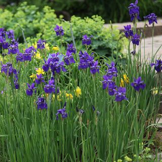 Irises are the most instagrammable flower of 2019