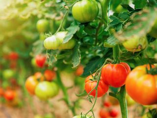 tomato plants growing on vine