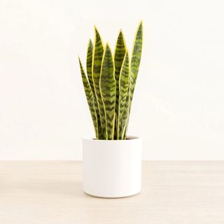 Easyplant Golden Snake Plant