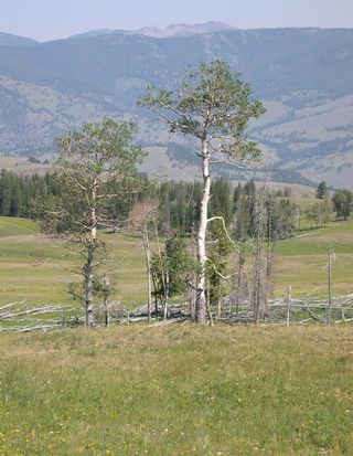 Many aspen groves in Yellowstone National Park are failing to regenerate.