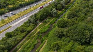 An overhead shot of Japanese knotweed growing next to a motorway