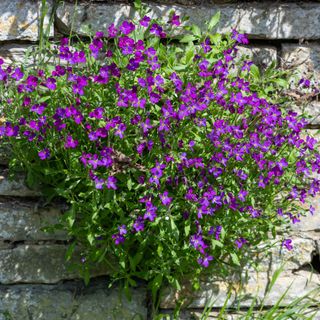 Purple flowering Aubrieta growing out of stone wall