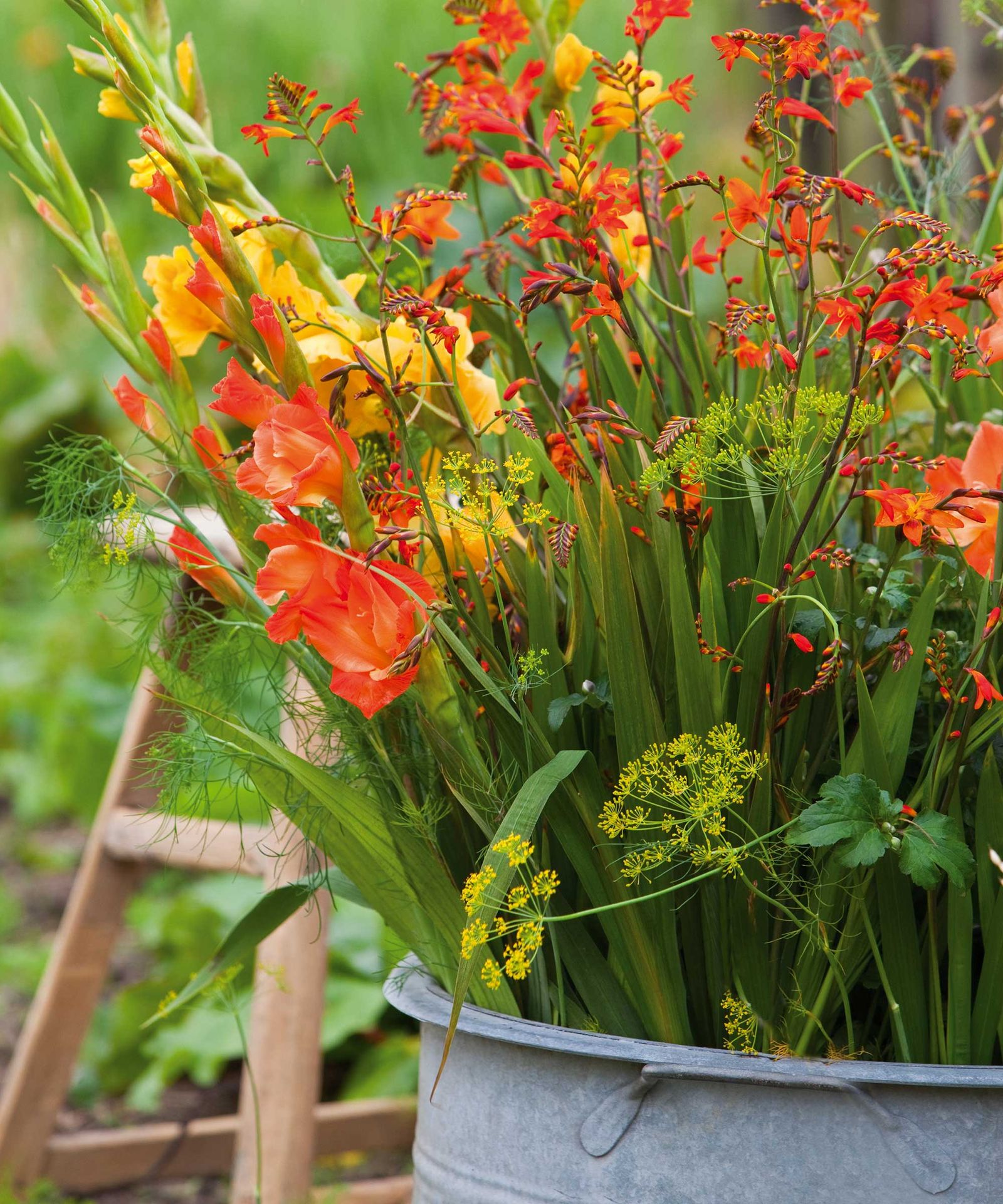 How to grow gladioli in pots top container tips Homes & Gardens
