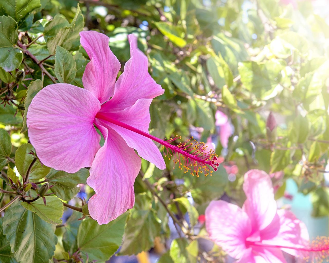 Hardy Hibiscus moscheutos