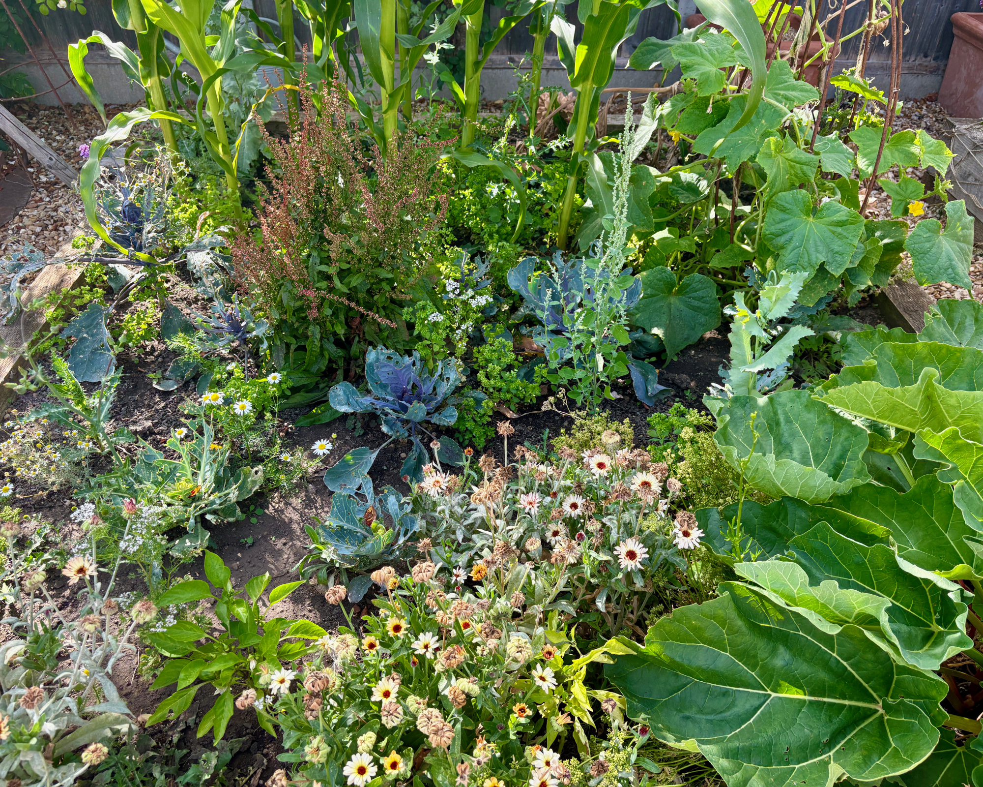 weeds growing in a vegetable patch