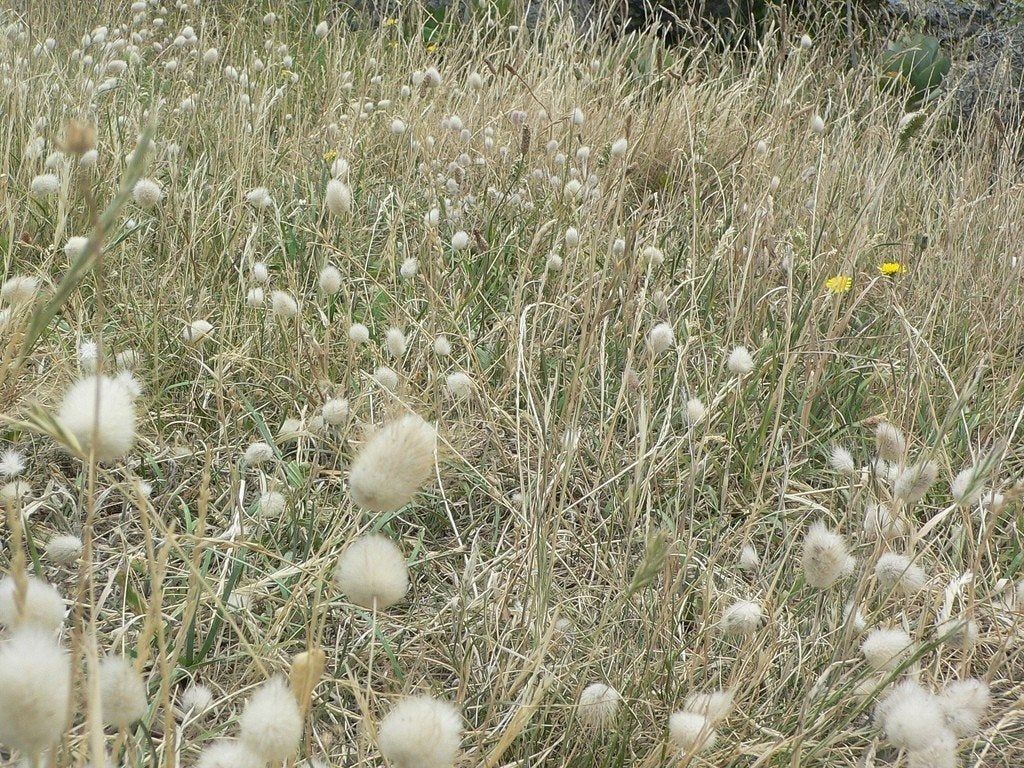 White Fluffy Bunny Tail Grass