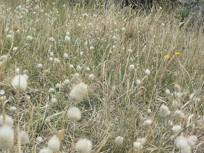 White Fluffy Bunny Tail Grass