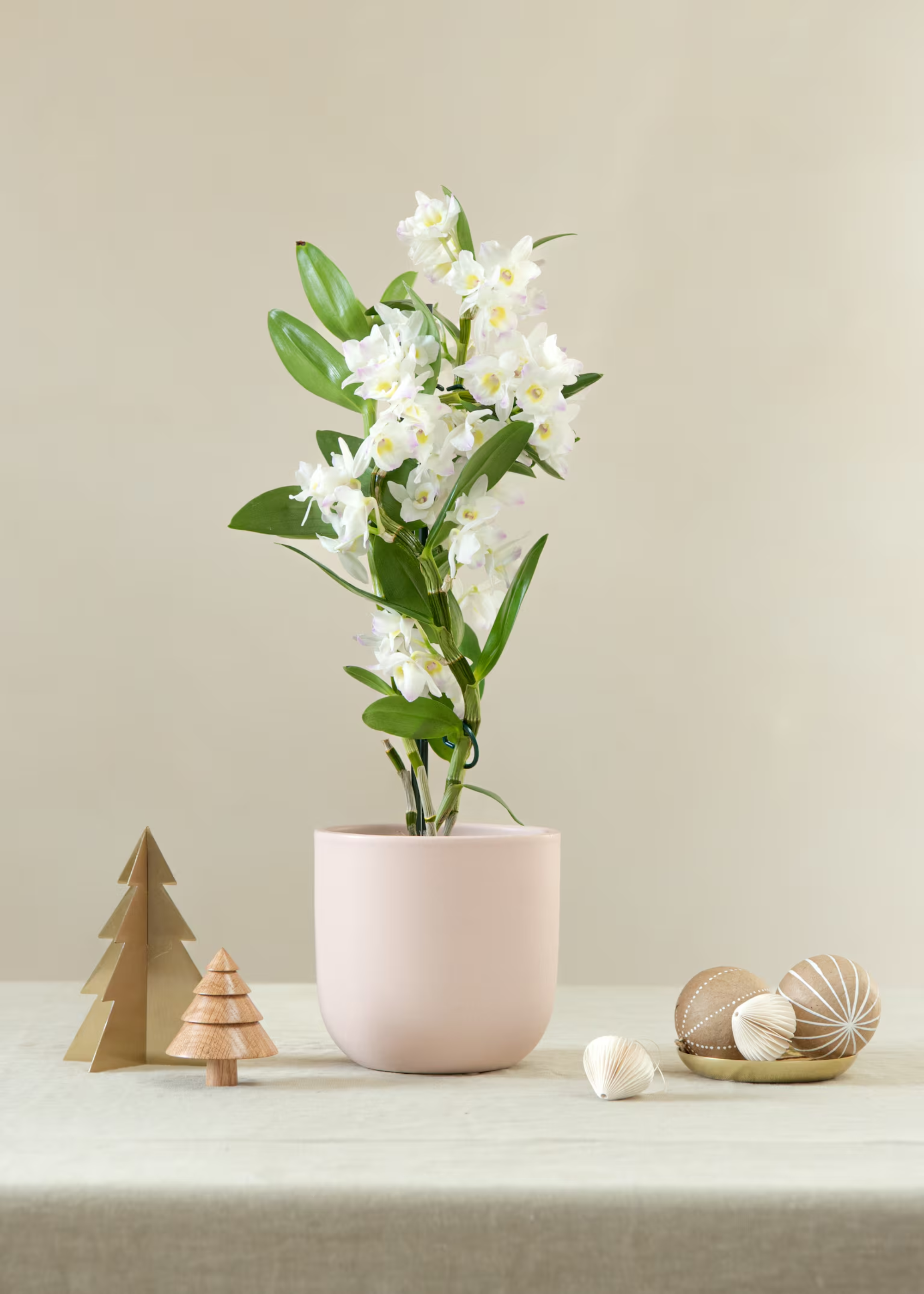A white bamboo orchid in a pink pot beside Christmas ornaments