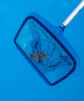 skimming a pool with a net to remove debris