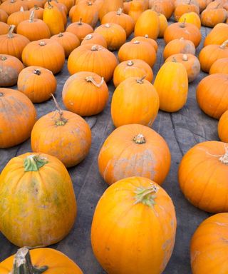 Harvested pumpkins stored in a greenhouse