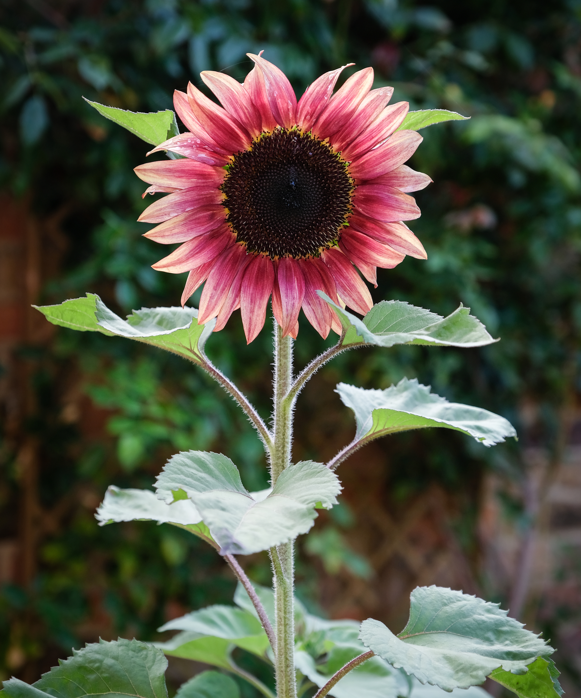 Beautiful dusky crimson colour ProCut sunflower in full bloom