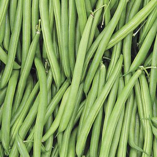 Endeavour bush beans