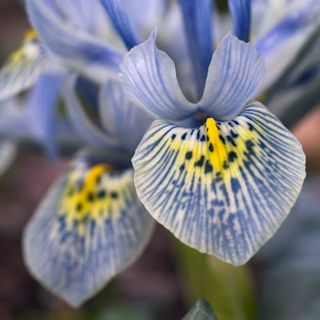 Iris 'Katharine Hodgkin' (Reticulata)