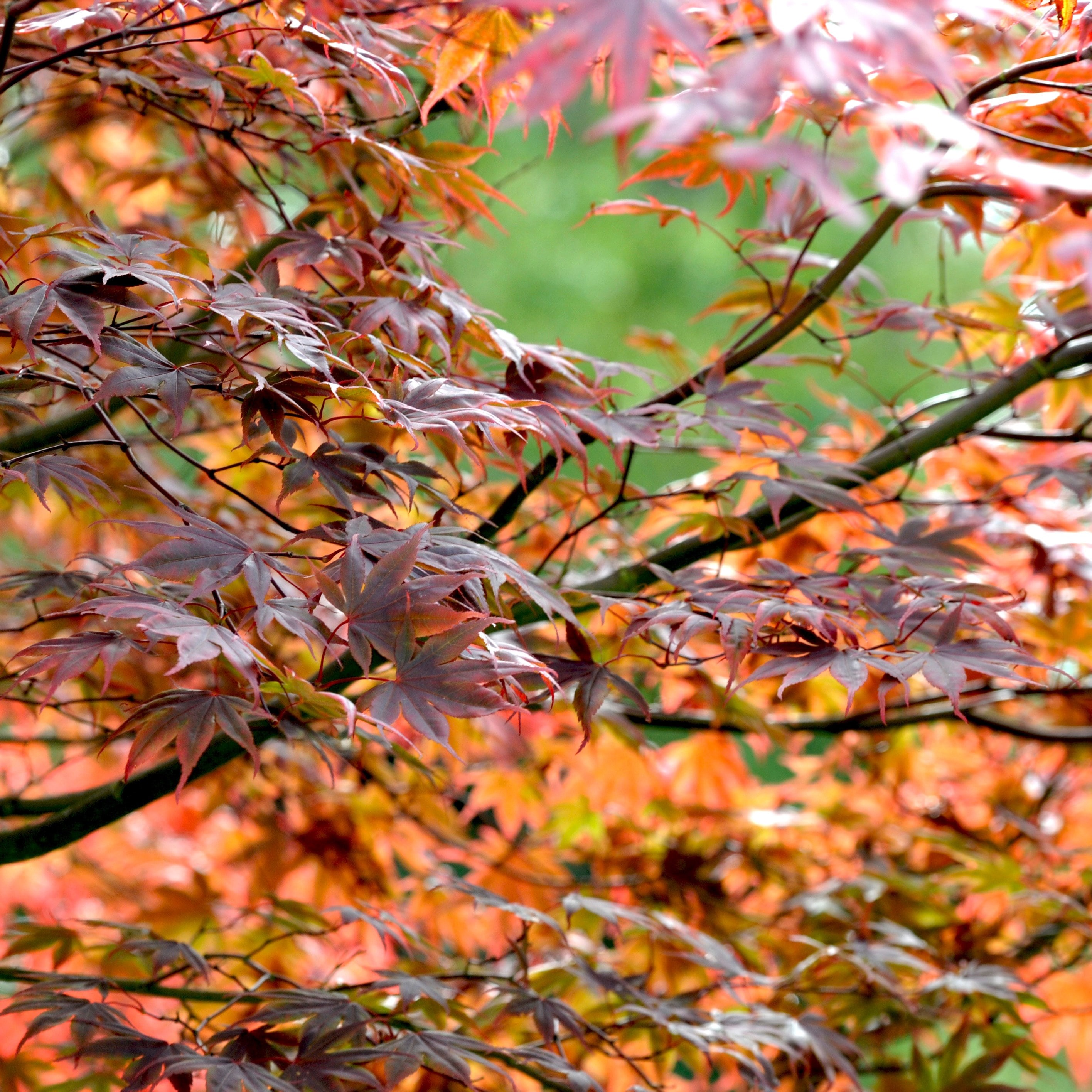 Acer Palmatum 'atropurpureum'