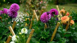 dahlias with wooden stakes for support