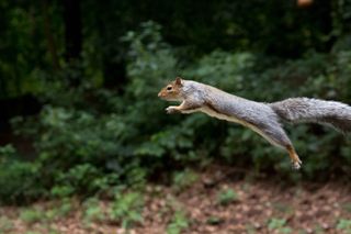 jumping grey squirrel