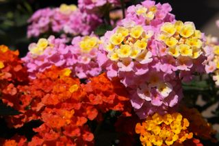 A close-up of pink, yellow and orange lantanas