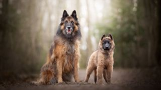 German shepherd adult dog and puppy in forest