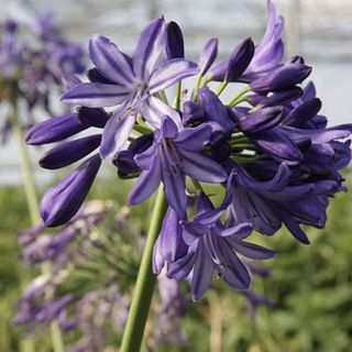 Agapanthus 'Northern Star'