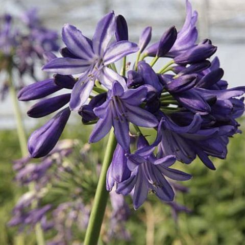 15 of the best plants for full sun | Homebuilding