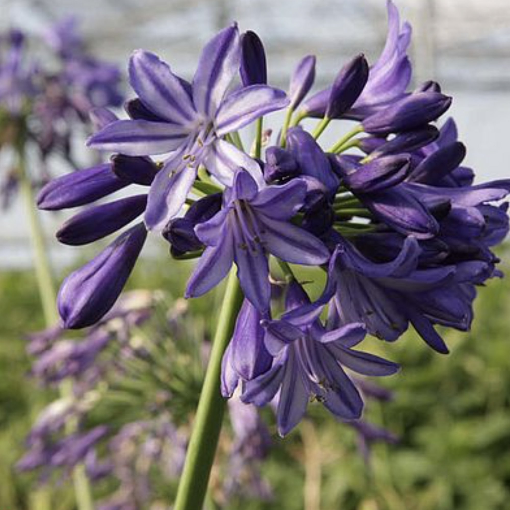 Agapanthus 'Northern Star'