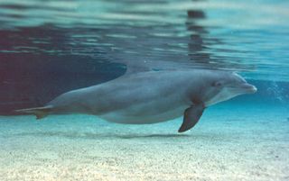 One of the study dolphins before giving birth.