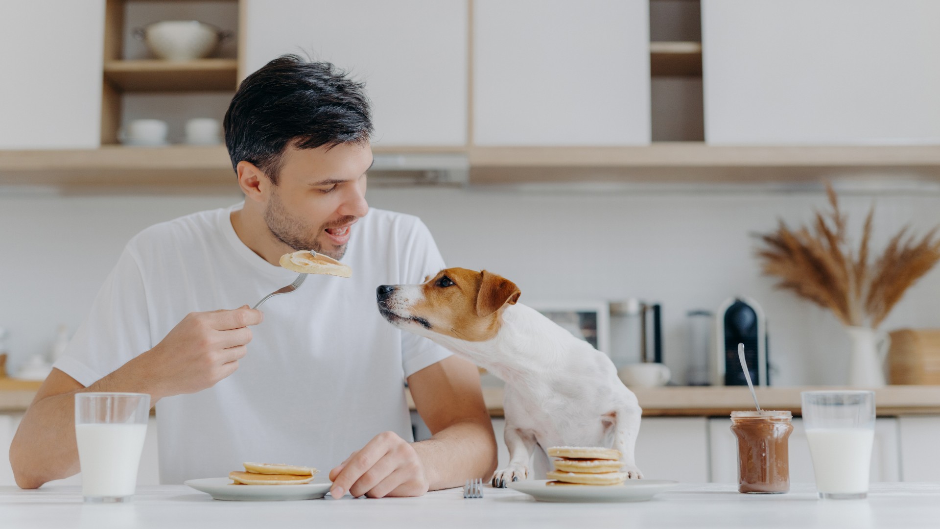 Young man eating pancakes at the table whilst his Jack Russell Terrier dog is attempting to steal a bite.