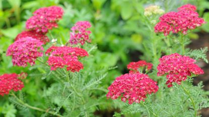 Pink yarrow