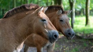 Przewalski’s horses are one of the endangered species that have already been cloned.