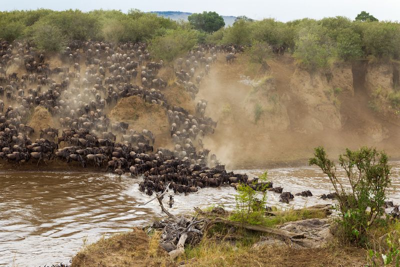 Wildebeests cross Mara River