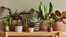 common houseplant pests – potted houseplants on shelf