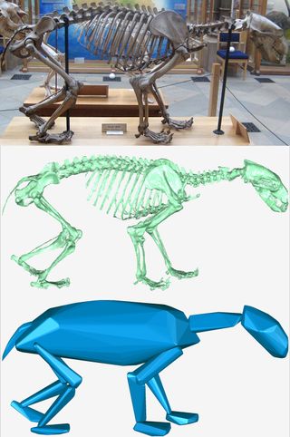 Diagram illustrating how a skeleton is turned into a computer model of an animal.