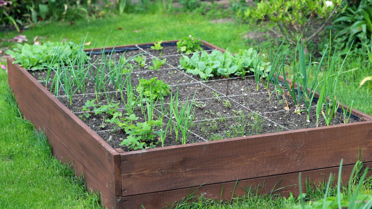 Growing vegetables in a square foot gardening bed