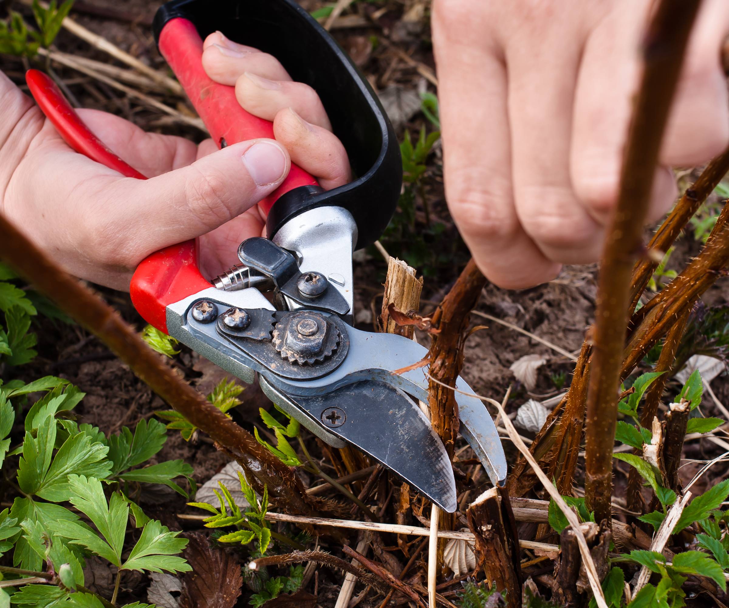 Hands using shears to prune raspberry canes at the base