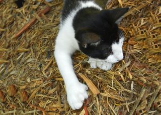 A six-toed "polydactyl" cat.