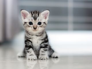 Kittens were intentionally infected with a parasite at a USDA lab. The kitten shown here was NOT used in these experiments.