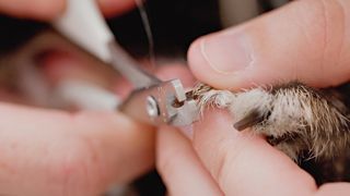 rabbit grooming